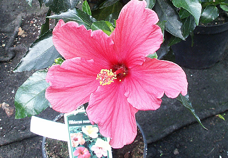 Hibiscus rosa
